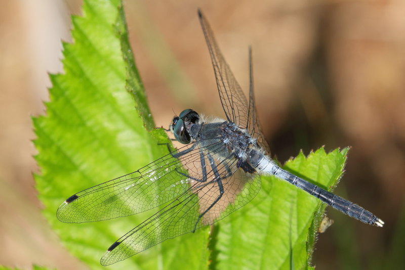 Oostelijke witsnuitlibel, Leucorrhinia albifrons ♂