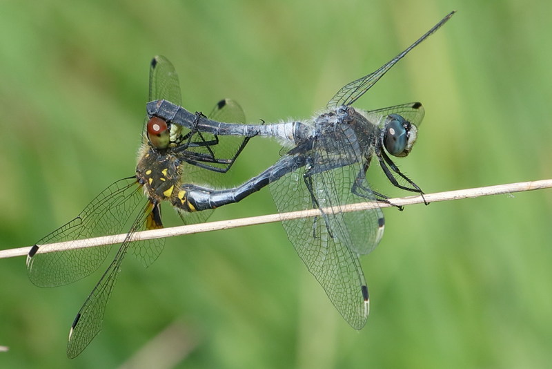Oostelijke witsnuitlibel, Leucorrhinia albifrons, in copula