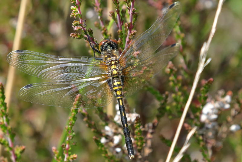 Oostelijke witsnuitlibel, Leucorrhinia albifrons ♀