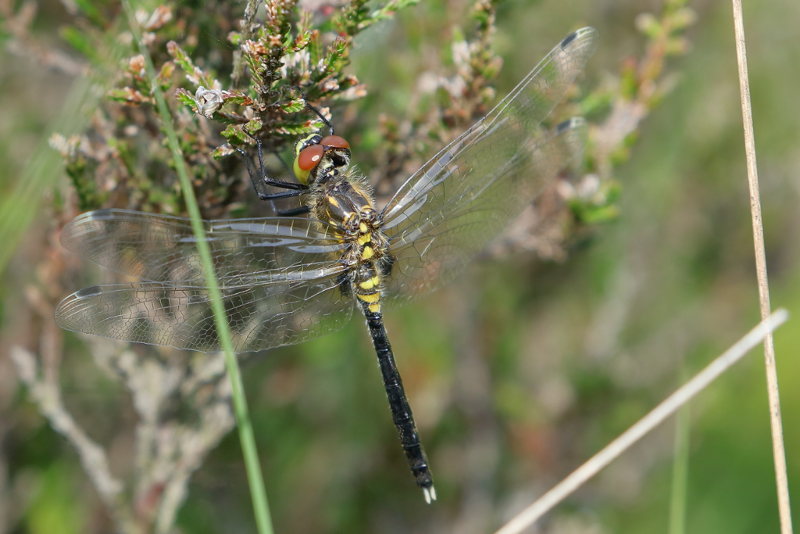 Oostelijke witsnuitlibel, Leucorrhinia albifrons, niet uitgekleurd ♂