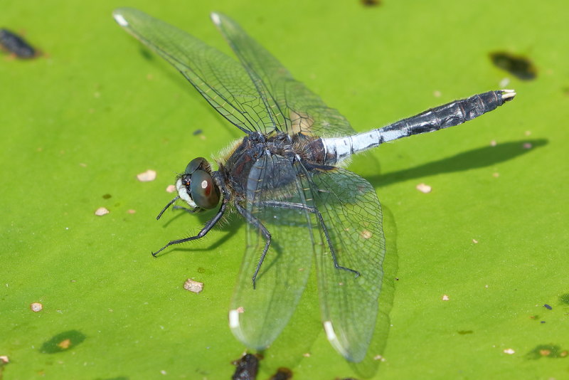 Sierlijke witsnuitlibel, Leucorrhinia caudalis ♂