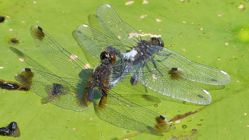 Sierlijke witsnuitlibel, Leucorrhinia caudalis, in copula