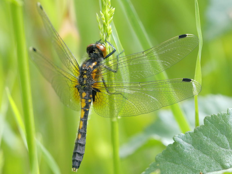 Sierlijke witsnuitlibel, Leucorrhinia caudalis ♀