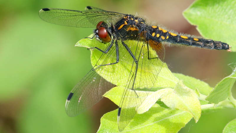 Sierlijke witsnuitlibel, Leucorrhinia caudalis ♀