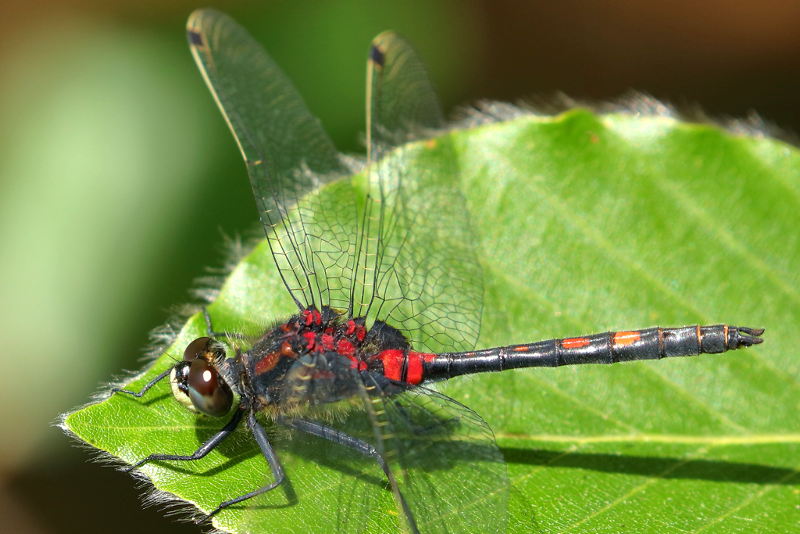 Venwitsnuit, Leucorrhinia dubia ♂