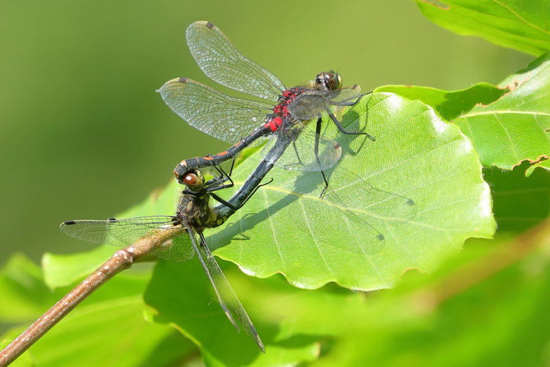 Venwitsnuit, Leucorrhinia dubia