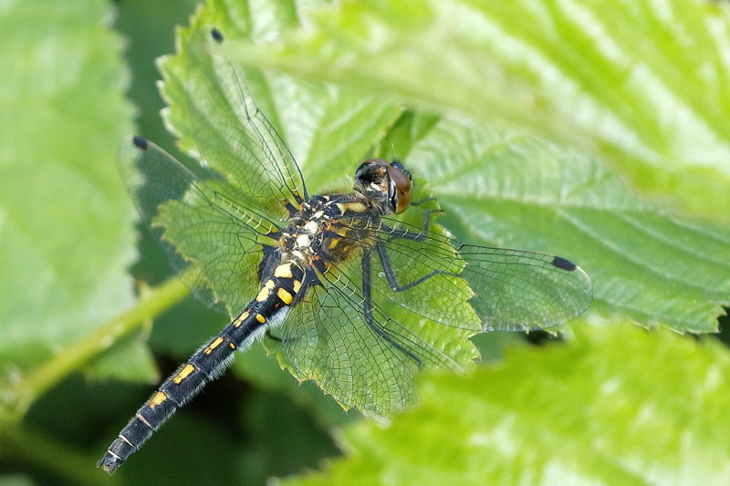 Venwitsnuit, Leucorrhinia dubia ♀