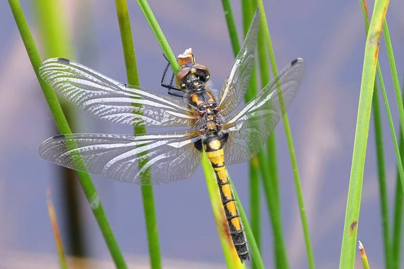 Gevlekte witsnuitlibel, Leucorrhinia pectoralis ♀ niet uitgekleurd