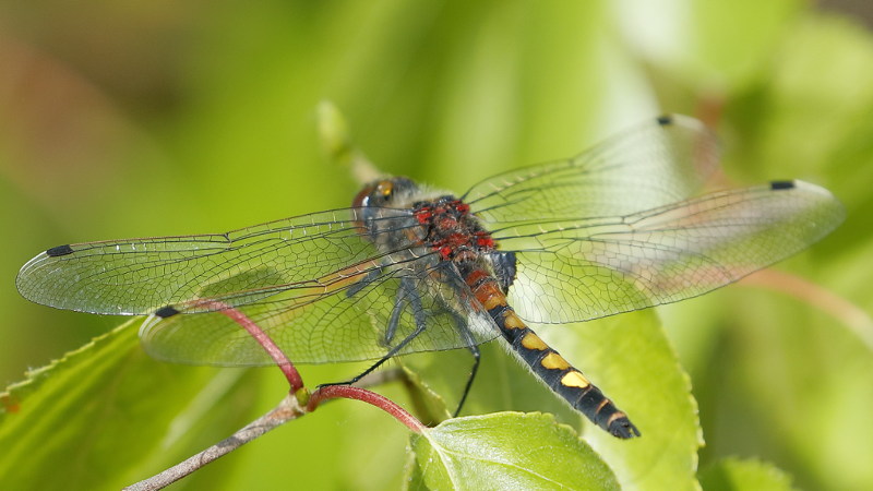Gevlekte witsnuitlibel, Leucorrhinia pectoralis ♂
