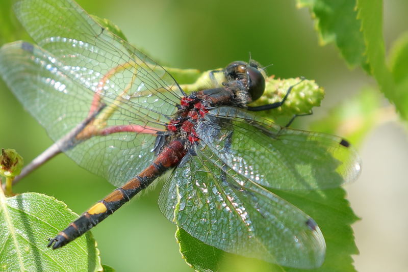 Gevlekte witsnuitlibel, Leucorrhinia pectoralis ♂