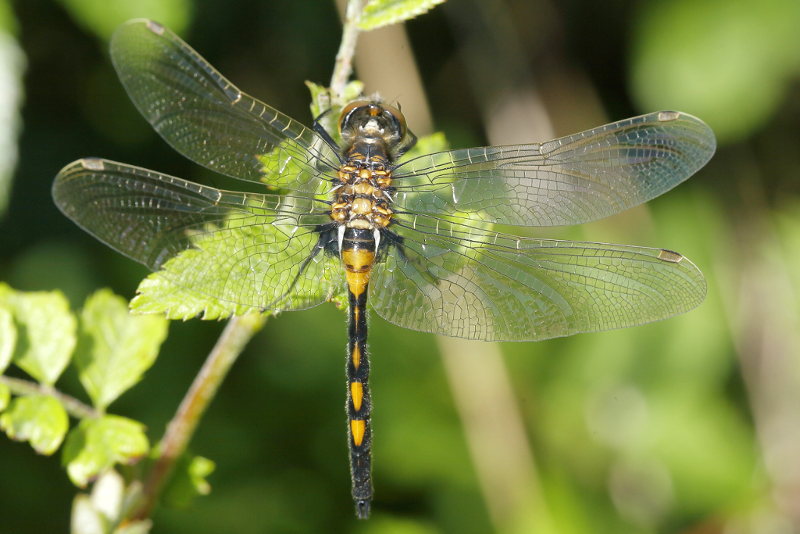 Noordse witsnuit, Leucorrhinia rubicunda ♂ niet uitgekleurd