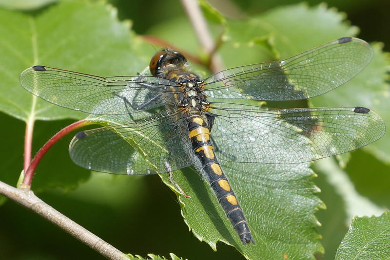 Noordse witsnuit, Leucorrhinia rubicunda ♀