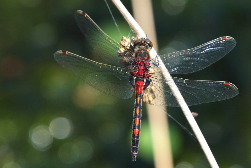 Noordse witsnuit, Leucorrhinia rubicunda ♂