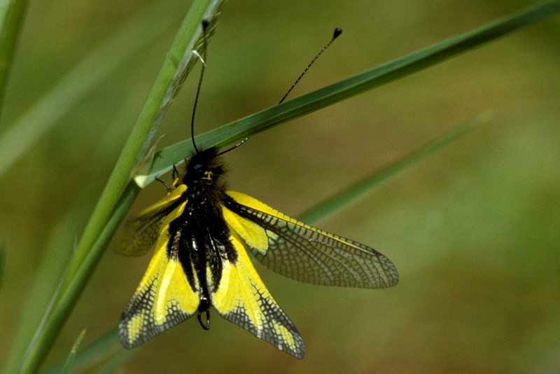 Vlinderhaft, Libelloides coccajus