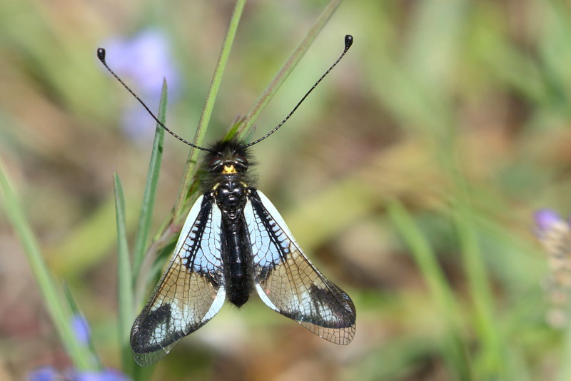 Libelloides lacteus, vlinderhaft