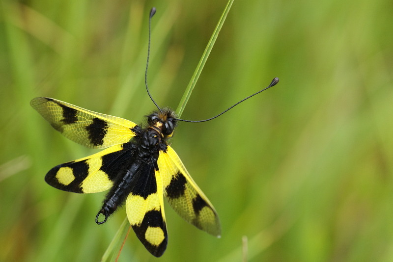Vlinderhaft, Libelloides macaronius