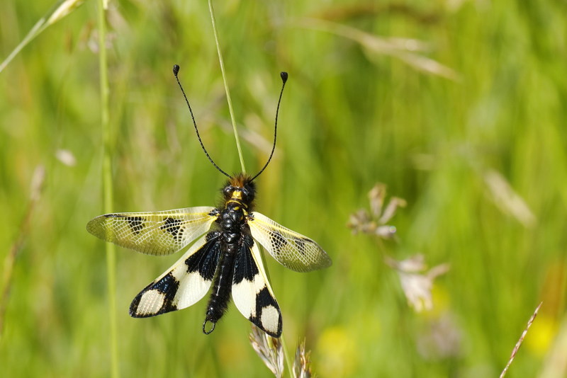 Vlinderhaft, Libelloides macaronius