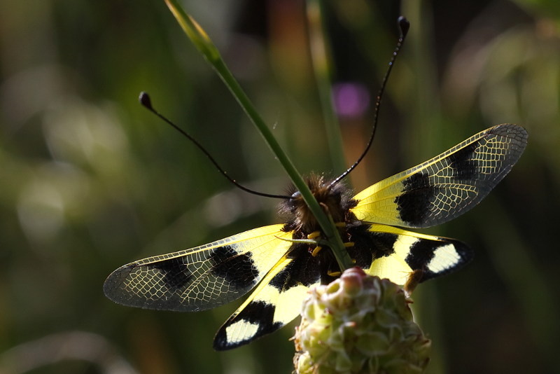 Vlinderhaft, Libelloides macaronius