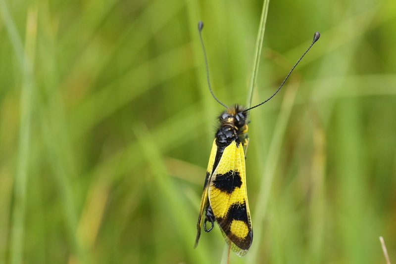 Vlinderhaft, Libelloides macaronius