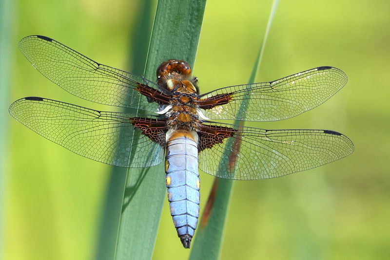 platbuik, Libellula depressa ♂