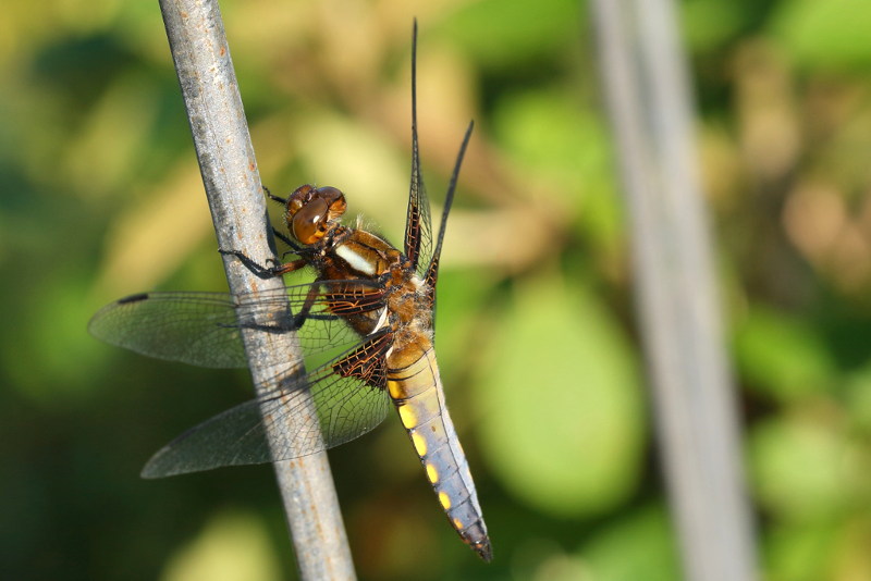 platbuik, Libellula depressa ♂