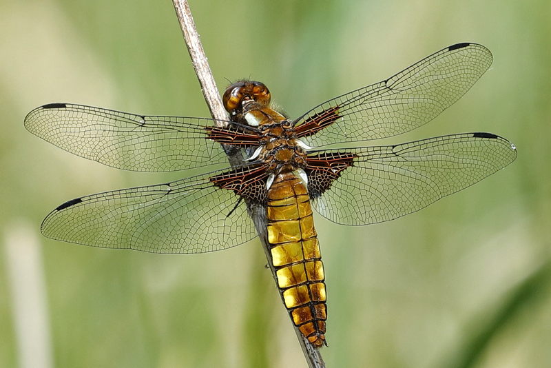 platbuik, Libellula depressa ♀