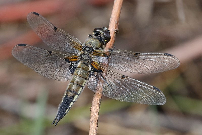 viervlek, Libellula quadrimaculata