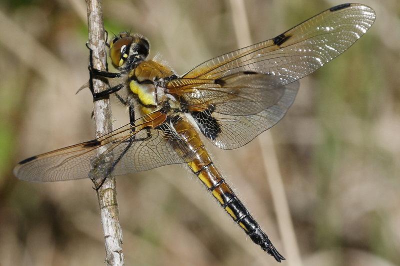 viervlek, Libellula quadrimaculata