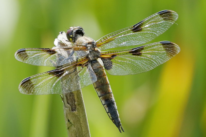 viervlek, Libellula quadrimaculata