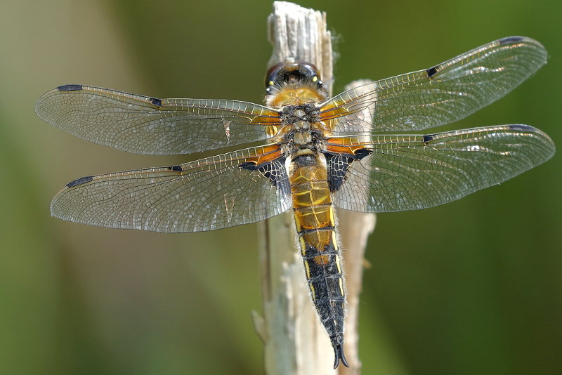 viervlek, Libellula quadrimaculata
