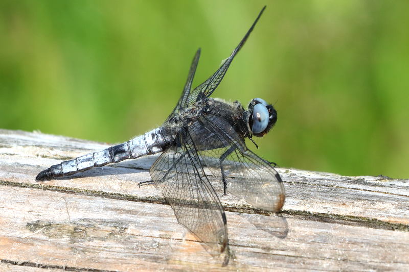 bruine korenbout, Libellula fulva ♂