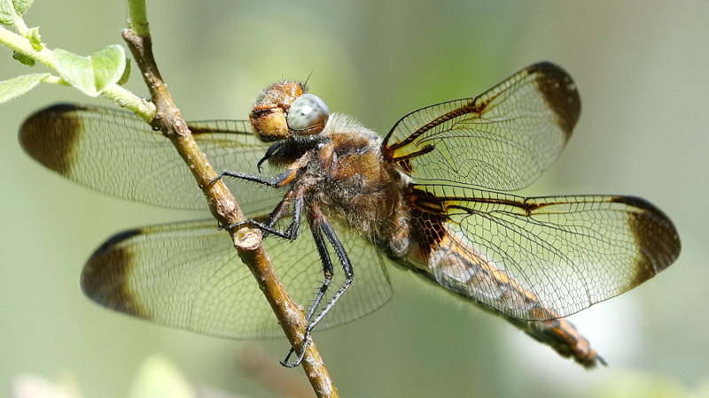bruine korenbout, Libellula fulva ♀