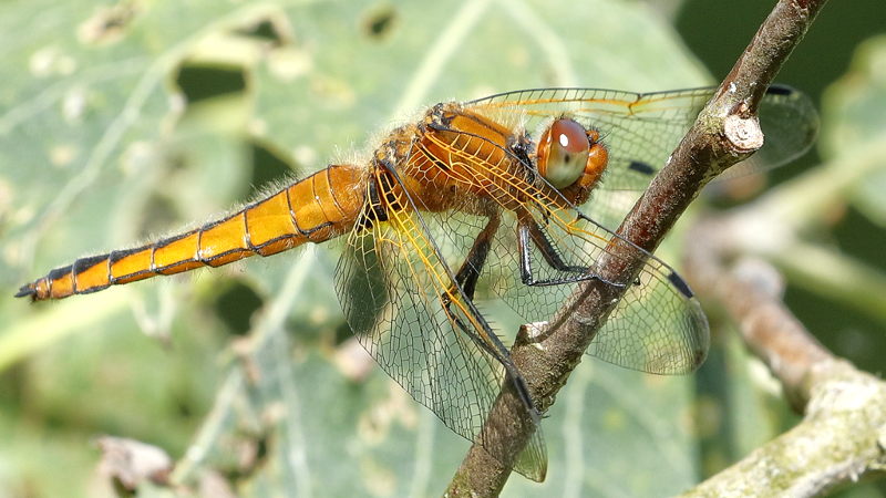 bruine korenbout, Libellula fulva ♀