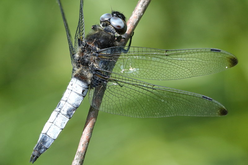 bruine korenbout, Libellula fulva ♂