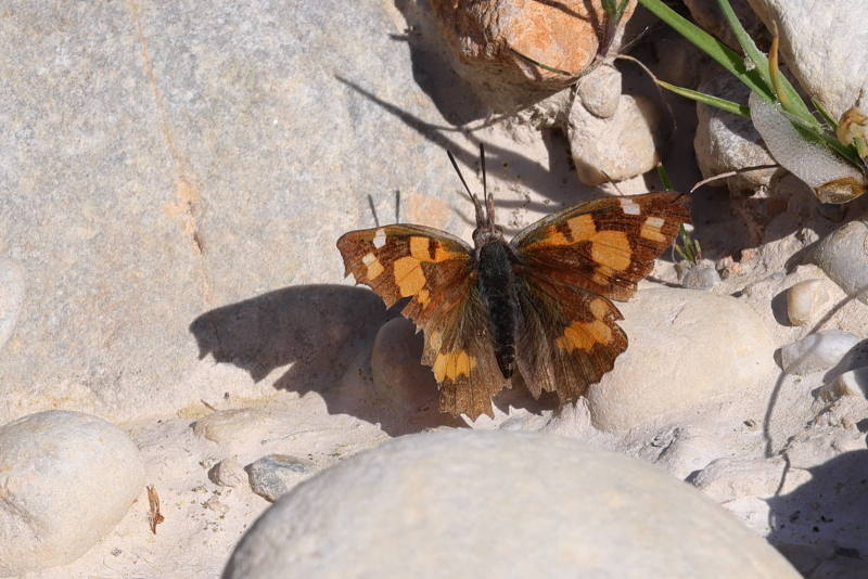 Snuitvlinder, Libythea celtis (GR)