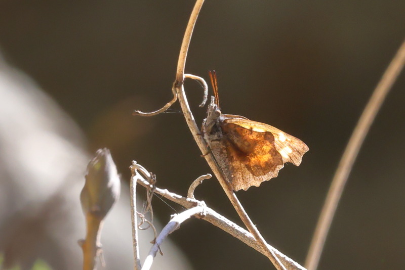 Snuitvlinder, Libythea celtis (GR)