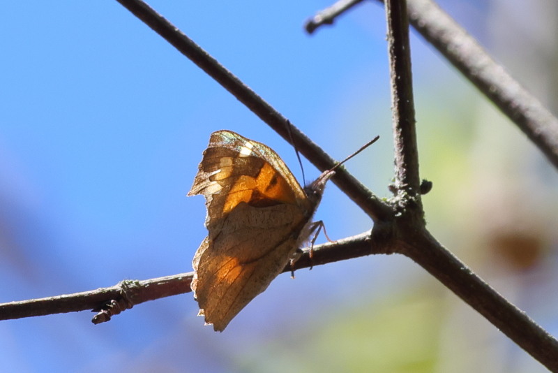Snuitvlinder, Libythea celtis (GR)
