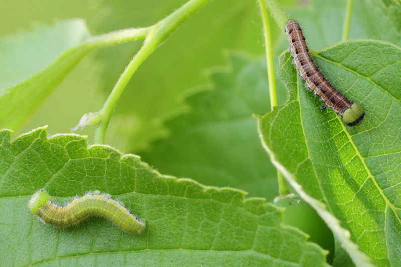 Snuitvlinder, Libythea celtis rupsen (GR)