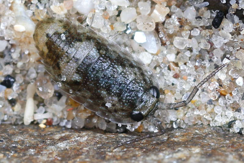 Common Sea Slater, Ligia oceanica