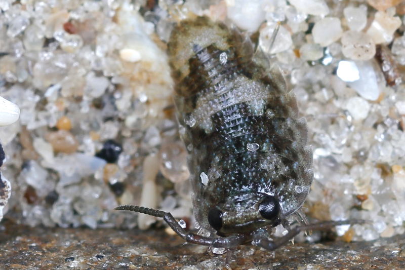 Common Sea Slater, Ligia oceanica