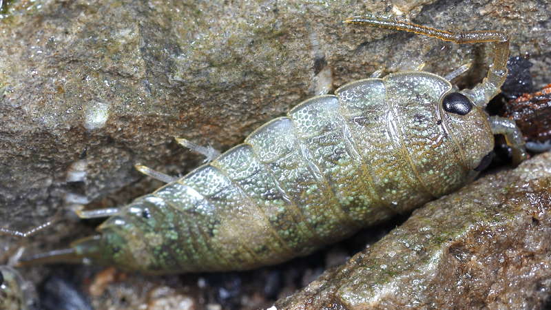 Common Sea Slater, Ligia oceanica
