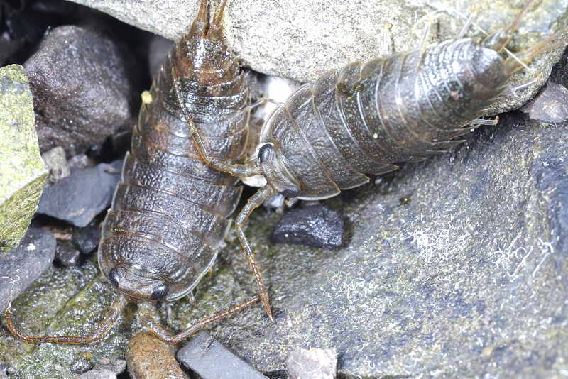 Common Sea Slater, Ligia oceanica