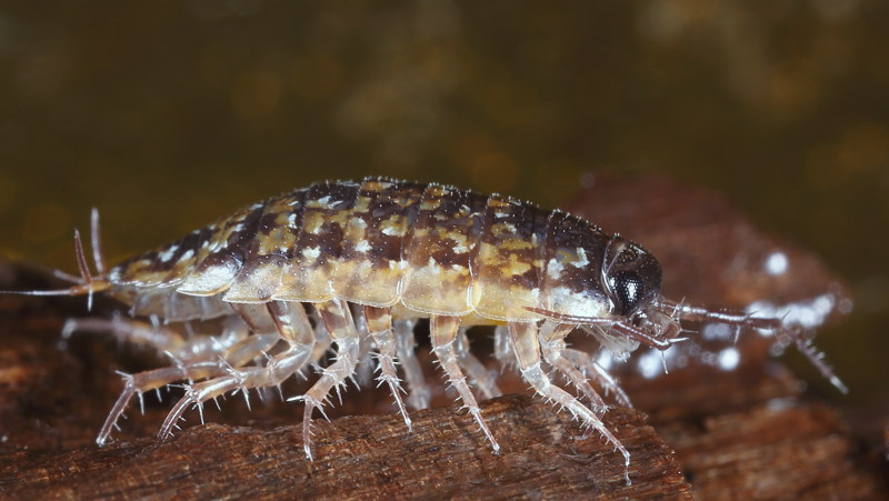 Carr Slater, Ligidium hypnorum
