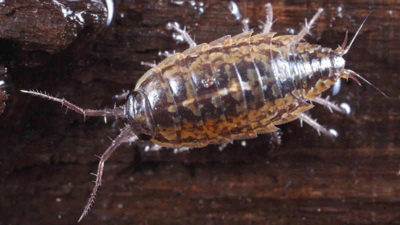Carr Slater, Ligidium hypnorum