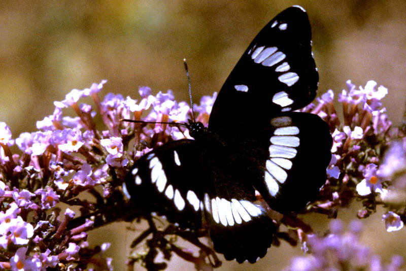 Kleine ijsvogelvlinder, Limenitis camilla (FR)