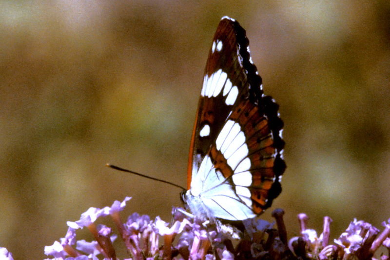 Kleine ijsvogelvlinder, Limenitis camilla (FR)