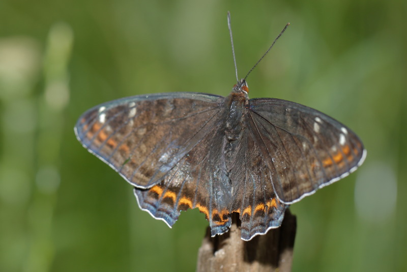 Grote ijsvogelvlinder, Limenitis populi (BG)