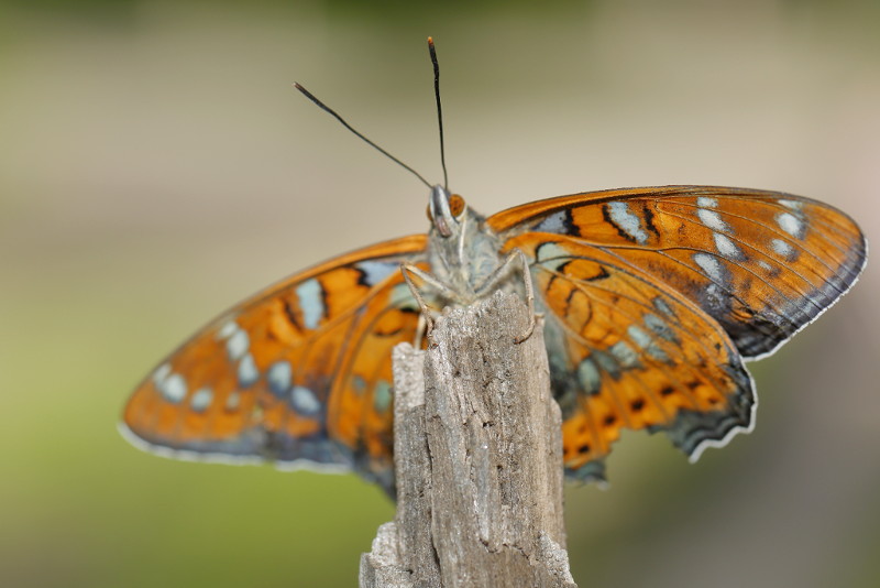 Grote ijsvogelvlinder, Limenitis populi (BG)