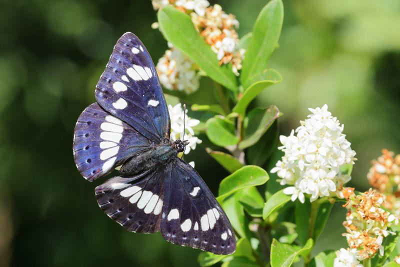 Blauwe ijsvogelvlinder, Limenitis reducta (E)