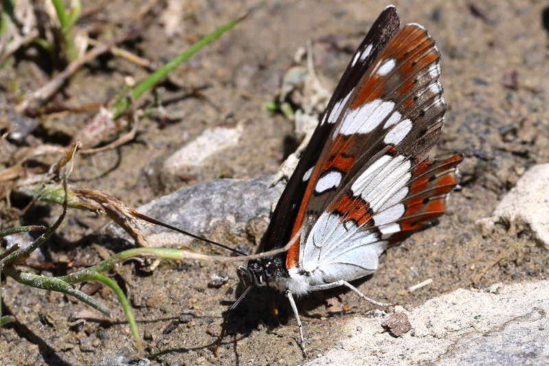 Blauwe ijsvogelvlinder, Limenitis reducta (E)